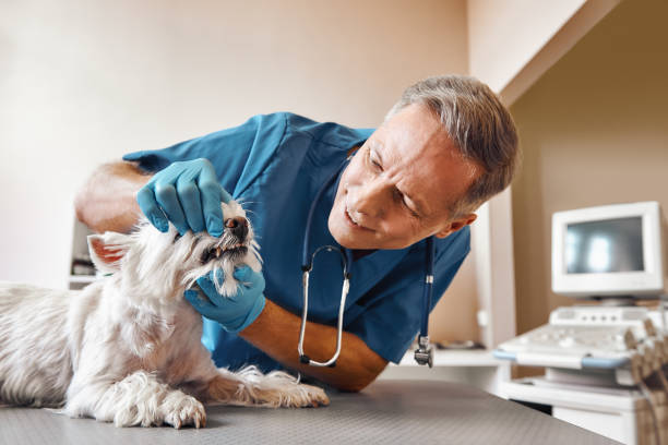 Best Same-Day Emergency Dentist in Camas, WA
